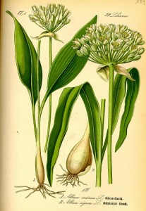 Allium-ursinum