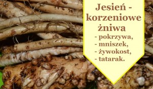 korzen-mniszka-tatarak-pokrzywa-żywokost