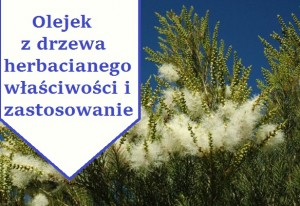 olejek-z-drzewa-herbacianego