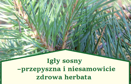 igly_sosny_herbata