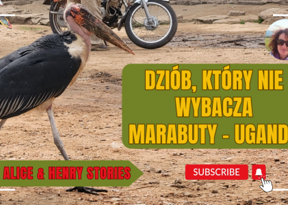 Dziób, który nie wybacza. Marabuty w Ugandzie, Enteebe. The Beak, that shows no mercy – The Marabou