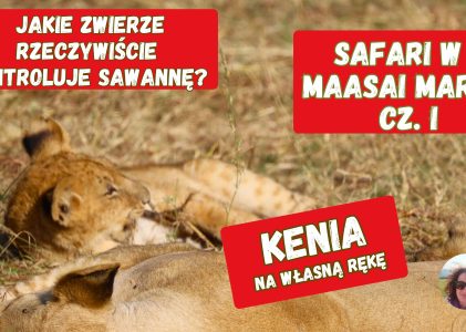 Safari, Maasai Mara. Kto rzeczywiście kontroluje sawannę? Afryka na własną rękę.