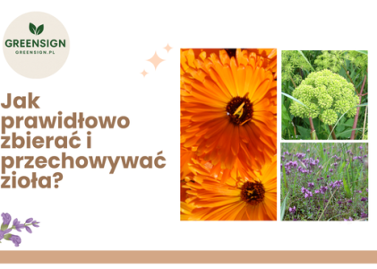 Jak prawidłowo zbierać i przechowywać zioła?