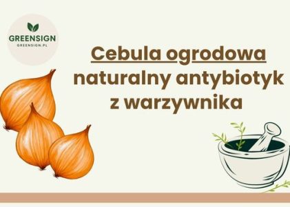 Cebula ogrodowa (Allium cepa L.) – warzywo i lek w jednym