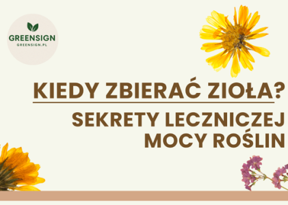 Kiedy zbierać zioła? Sekrety leczniczej mocy roślin