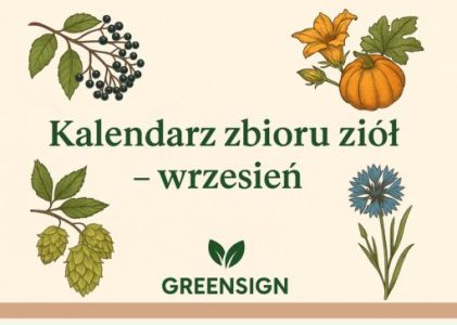 Kalendarz zbioru ziół – wrzesień