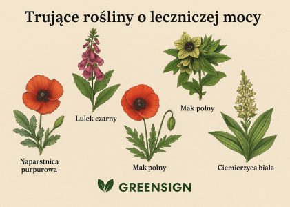 Trujące piękno natury – rośliny i grzyby, które wymagają szczególnej ostrożności, cz. 3